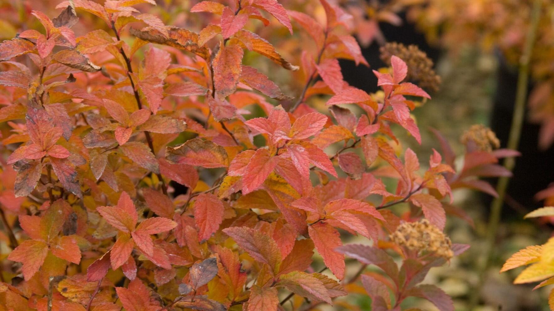Sarah Browning: Spirea is a workhorse in the landscape